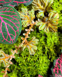 Image result for Selaginella tenerrima