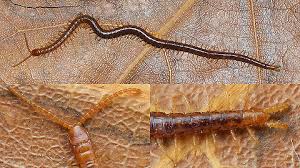 Image result for Polystachya bicarinata