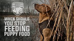 How Long Should Dogs Eat Puppy Food Youtube