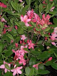 Flowers native to northern virginia. Welcome To Nature By Design