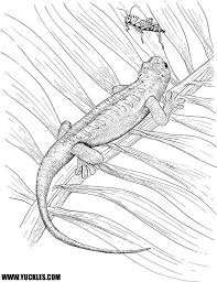 These printable gecko coloring pages will definitely pique the interest for all ages. Crested Gecko Coloring Page
