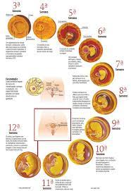 9 Fertilization Process Ideas Fertilization Process Nursing Notes Medical School Studying