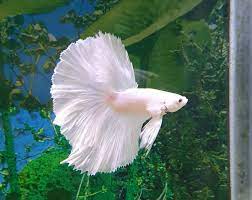 Файл:Betta halfmoon.jpg — Википедия