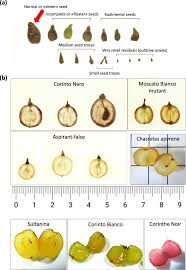We did not find results for: Somatic Variants For Seed And Fruit Set In Grapevine Bmc Plant Biology Full Text