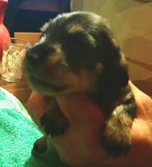 Pour connaitre la date de la prochaine séance, contactez. Accueil Elevage Du Clos Espoir De Reve Eleveur De Chiens Teckel Poil Dur
