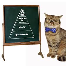 My cat sebastian was born in the apt. Introducing The Community Cat Pyramid