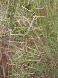 Image result for Pogonarthria