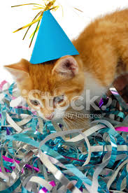 Sapkali Kedi Yavru Kedi Stok Fotograflari Freeimages Com