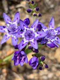 Image result for Dichaetanthera corymbosa