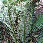 Image result for Blechnum attenuatum