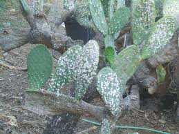 Prickly pears (cactus fruit) contain a huge amount of vitamin c and are very high in fiber. Using And Eating Prickly Pear Natural Health Mother Earth News