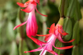 Don't toss that old sweater. Bloom Of The Week Christmas Cactus Darby Creek Trading