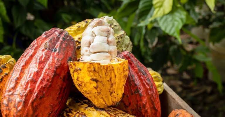 Inacal promueve requisitos de calidad del cacao peruano para elevar su  competitividad
