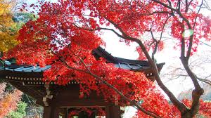 Maybe you would like to learn more about one of these? 8 Kuil Bersejarah Di Kamakura Dengan Dedaunan Musim Kamakura 1600x900 Wallpaper Teahub Io