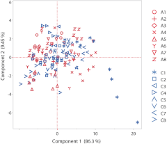 Image result for Aristida rhiniochloa