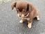 Deer Head Long Haired Chihuahua