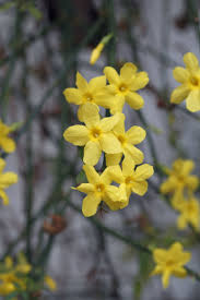 Image result for Jasminum nudiflorum