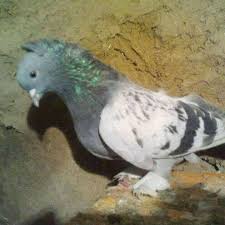 Satilik Miro Sapkali Soyundan Gelme Cok Mardin Kiziltepe Guvercinleri Facebook