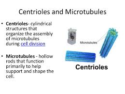 Check spelling or type a new query. Animal Cell Structure And Function Copy