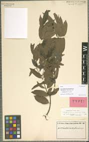 Image result for Adenodolichos punctatus