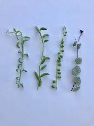 Pin On Plants