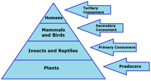 Maybe you would like to learn more about one of these? Dolphin Food Chain Lesson For Kids Video Lesson Transcript Study Com