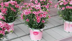 The blooming is incredible, they just come repeatedly and cover the entire plant. Dianthus Pink Kisses Fragrant Pink Special Deals Garden Plants