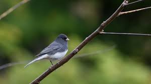 Book review of rare birds of north america, by steve n. North America Has Lost 3 Billion Birds In 50 Years The Washington Post