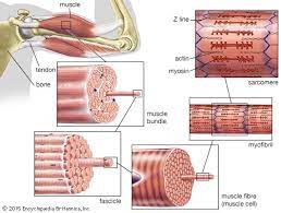 The Structure Of Striated Musclestriated Muscle Tissue Such As The Tissue Of The Human Biceps Muscle Co Skeletal Muscle Muscle System Skeletal Muscle Anatomy