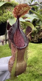 Image result for Nesaea heptamera