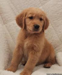 Our golden retriever puppies for sale come from either usda licensed commercial breeders or hobby breeders with no more than 5 breeding mothers. Golden Retriever Akc Puppies Price 600 For Sale In Jetersville Virginia Best Pets Online