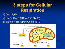 Check spelling or type a new query. Photosynthesis Cellular Respiration The Opposite Of Photosynthesis Photosynthesis