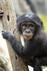 Young Bonobo At The San Diego Zoo Named Belle Is The Definition Of Cute Bonobo Monkey World Orangutan