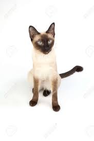 Bilder finden, die zum begriff siamesische katze passen. Thai Katze Traditionelle Siamesische Katze Auf Weissen Hintergrundfarbe Lizenzfreie Fotos Bilder Und Stock Fotografie Image 37191323