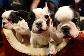 Contact if you are ready to get a new life companion, our. Lady Gaga French Bulldog Theft How Common Is It
