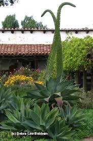 Does not bloom in deep shade, but the plant itself thrives. Uh Oh My Agave S Blooming Cactus House Plants Agave Plant Agaves