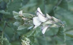 Image result for Crotalaria verrucosa