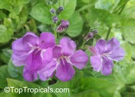 Image result for Asystasia gangetica