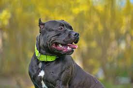 The Truth About The American Bully K9 Web