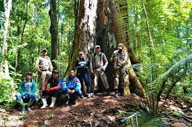 In trio it is called awaraimë. Amazon S Tallest Tree Safe From Fires Say Scientists Environment The Jakarta Post
