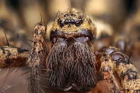 Für die sehr gefährliche chilenische winkelspinne, die nicht zur gattung der winkelspinnen gehört. Rostrote Winkelspinne Weibchen Foto Bild Tiere Wildlife Spinnen Bilder Auf Fotocommunity