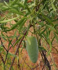 Image result for Marsdenia macrantha