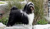 What is the sapsal gae temperament with senior people? Sapsali Sapsal Gae Sapsaree Exorcising Dog Ghost Hunting Clever Dog Info Temperament Charakteristik Bilder Preise Typische Krankheiten