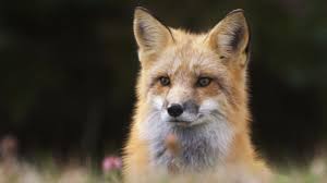 Kadir baybora fox tv haber.ankara seçimleri için mehmet özhaseki haberlerini neden devamlı olarak mansur yavaş haberlerinden daha fazla yapıyorsunuz ? Fox In Germany Discovered With Hoard Of 100 Shoes Ctv News