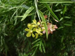 Image result for Acridocarpus natalitius