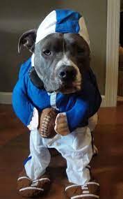 Love This Costume Love Those Football Shoes Lol Pitbulls Bully Breeds Dogs Bully Dog
