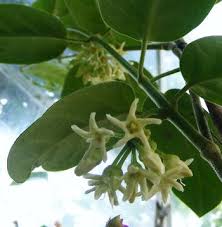 Image result for Marsdenia