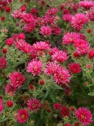 Aster Alma Potschke Bluestone Perennials Flowers Perennials Perennials Plants