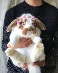 Black And White Bunny Names Darling Bunny Rabbit Pet Bunny Cute Baby Animals Cute Baby Bunnies