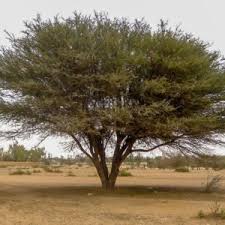 Image result for Tristellateia africana